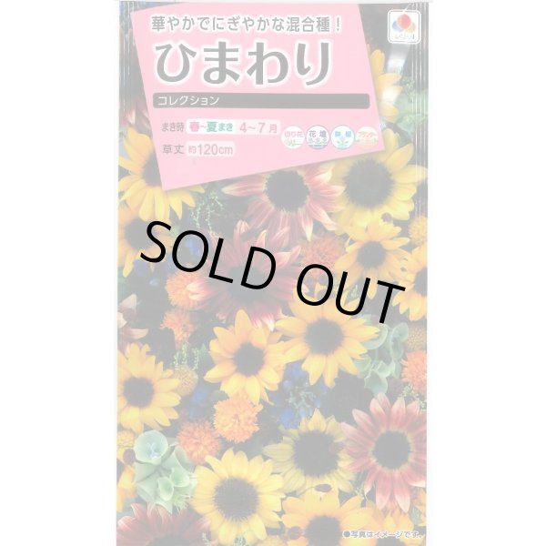 画像1: 送料無料　花の種　ひまわり　コレクション　小袋　タキイ種苗(株)NL300 (1)