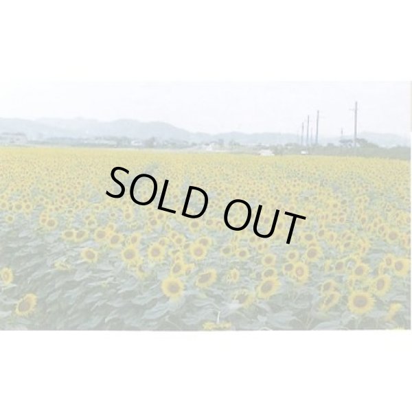 画像2: [景観形成作物]　ヒマワリ　ハイブリッドサンフラワーNEO　200g　カネコ種苗（株） (2)