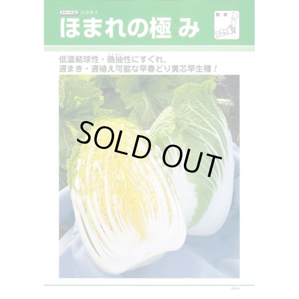 画像3: [白菜]　送料無料！　ほまれの極み　　ペレット5000粒　タキイ種苗（株） (3)
