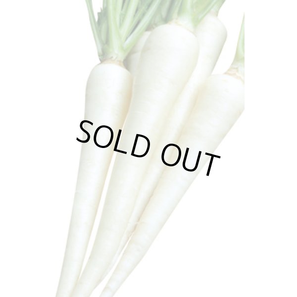 画像4: 送料無料　[人参]　ホワイトハーモニー　1万粒　丸種(株) (4)