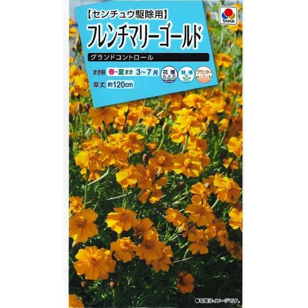 画像1: 花の種　フレンチマリーゴールド　グランドコントロール　小袋　　タキイ種苗（株）　(NL150) (1)