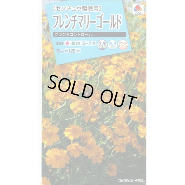 画像1: 送料無料　花の種　フレンチマリーゴールド　グランドコントロール　小袋　タキイ種苗(株)　(NL150) (1)