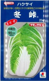 画像: [白菜] 冬峠 20ml タキイ種苗(株)