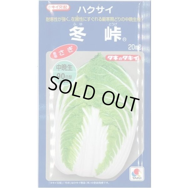 画像1: 送料無料　[白菜]　冬峠　20ml　タキイ種苗(株) (1)
