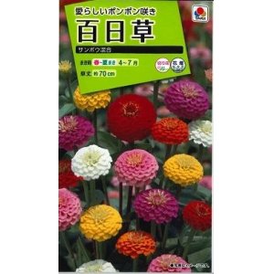 画像: 花の種　百日草・サンボウ混合　小袋　タキイ種苗（株）