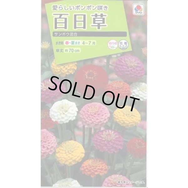 画像1: 送料無料　花の種　百日草・サンボウ混合　小袋　タキイ種苗(株)NL200 (1)