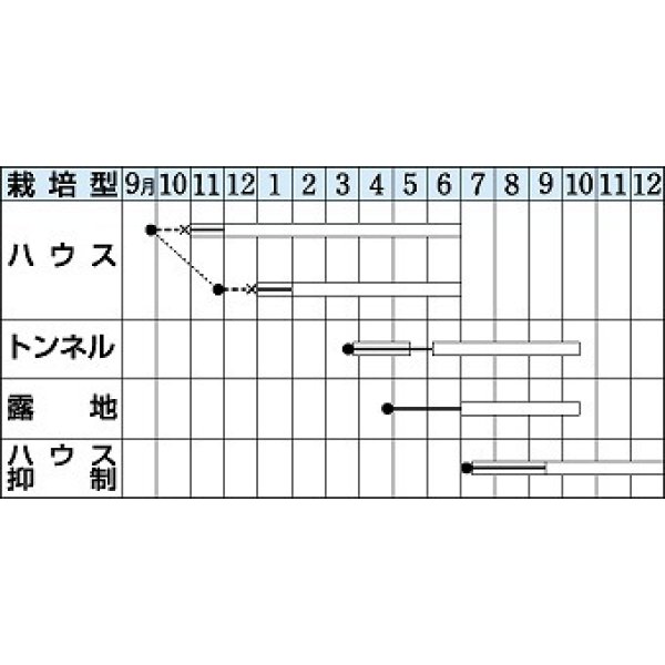 画像2: [オクラ]　アーリーファイブ　90粒　タキイ種苗（株）　PF (2)