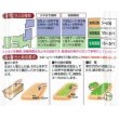 画像4: [ほうれんそう]　弁天丸　40ml　タキイ種苗　RF (4)