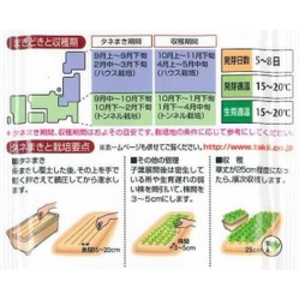 画像4: 送料無料　[ほうれんそう]　弁天丸　40ml　タキイ種苗　RF (4)
