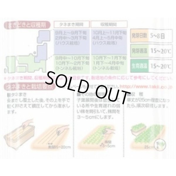 画像4: [ほうれんそう] 弁天丸 3万粒(Mサイズ) タキイ種苗 (4)