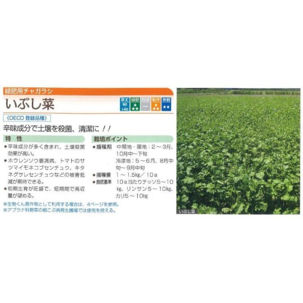 画像2: [緑肥]　チャガラシ　いぶし菜 1kg　タキイ種苗（株） (2)