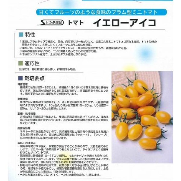 画像6: 送料無料 [トマト/ミニトマト] イエローアイコ 1000粒 (株)サカタのタネ (6)