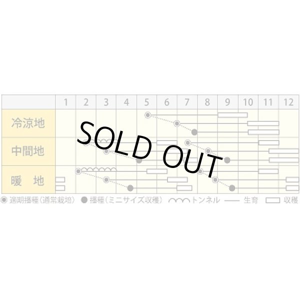 画像4: 送料無料　[人参]　イエローハーモニー　1000粒　丸種(株) (4)