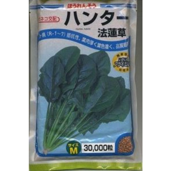 画像2: 送料無料　[ほうれんそう]　ハンター　32ml　カネコ種苗（株） (2)
