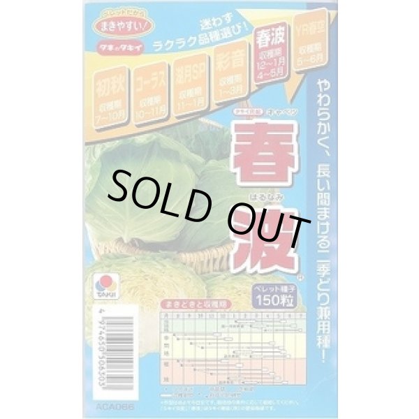 画像1: 送料無料 [キャベツ] 春波 150粒 ペレット種子 タキイ種苗(株) (1)
