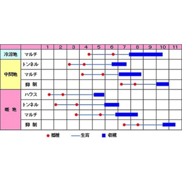 画像2: [とうもろこし]　あまいんです　200粒　渡辺農事（株） (2)