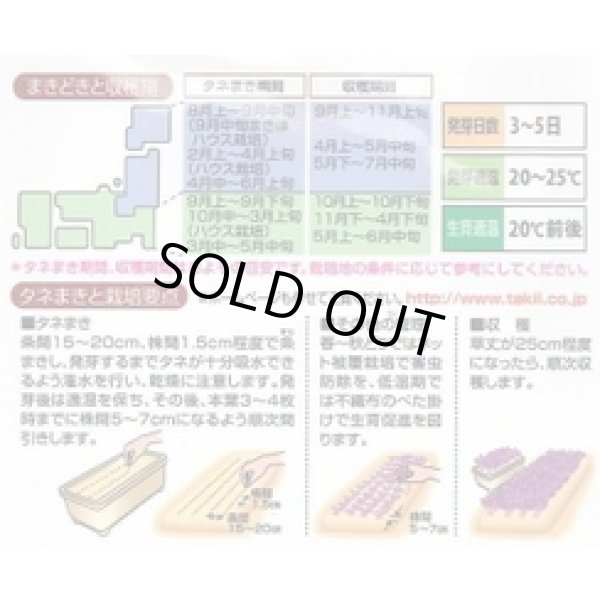画像4: 送料無料　[葉物]　水菜　紅法師　5ml　タキイ種苗(株)GF (4)