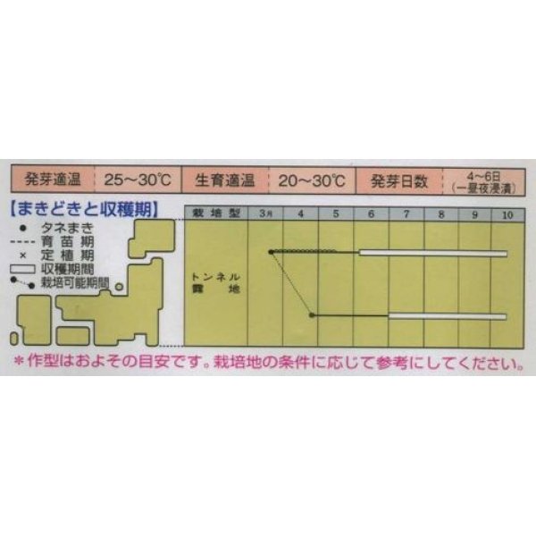 画像2: [オクラ]　ベニー115粒　タキイ種苗（株）　GF　 (2)