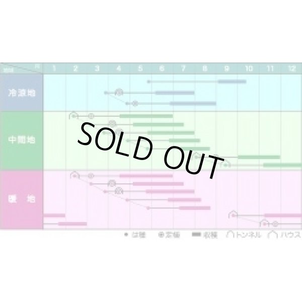 画像2: [いんげん]　ビックリジャンボ　1L　ヴィルモランみかど（株） (2)