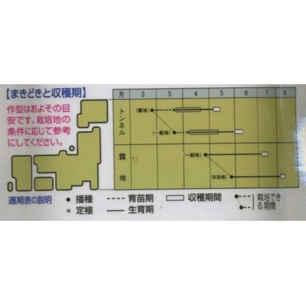 画像2: [枝豆]　江戸緑枝豆　1L　タキイ種苗 (2)