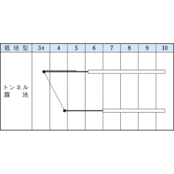 画像2: [オクラ]　エメラルド　115粒　タキイ種苗（株）　GF　 (2)