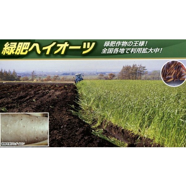 画像4: [緑肥]　エンバク　ヘイオーツ　1kg　雪印種苗(株) (4)