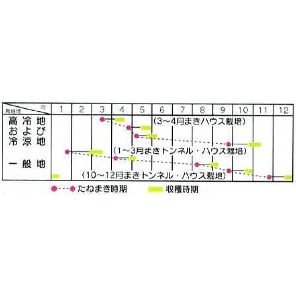 画像2: [シーダー種子]　ミニチンゲンサイ　シャオパオ　1粒×5cm間隔 (2)