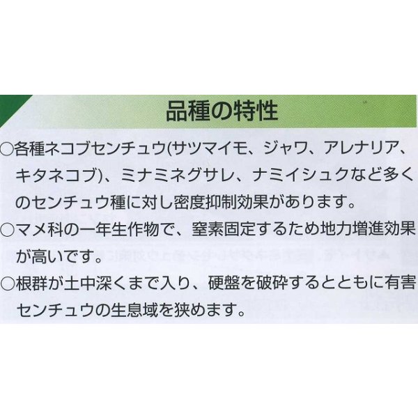画像4: [緑肥]　ネマクリーン(マメ科)1kg　カネコ種苗(株) (4)