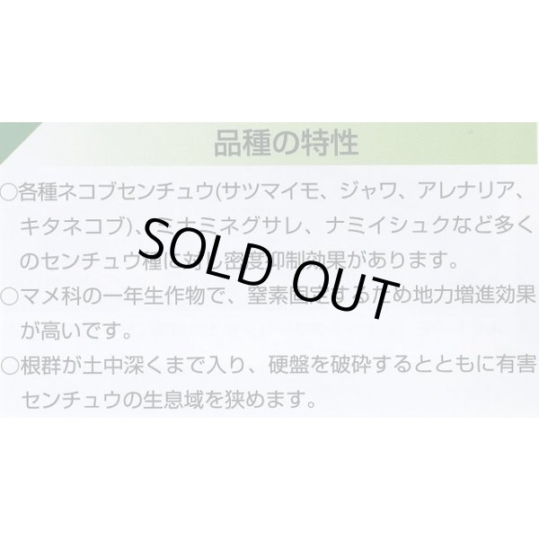 画像4: [緑肥]　ネマクリーン(マメ科)1kg　カネコ種苗(株) (4)