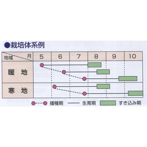 画像3: [緑肥]　ネマクリーン(マメ科)1kg　カネコ種苗(株) (3)