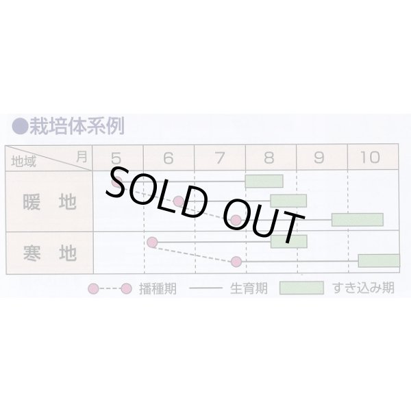画像3: [緑肥]　ネマクリーン(マメ科)1kg　カネコ種苗(株) (3)