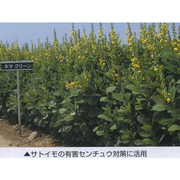 画像9: [緑肥]　ネマクリーン(マメ科)1kg　カネコ種苗(株) (9)