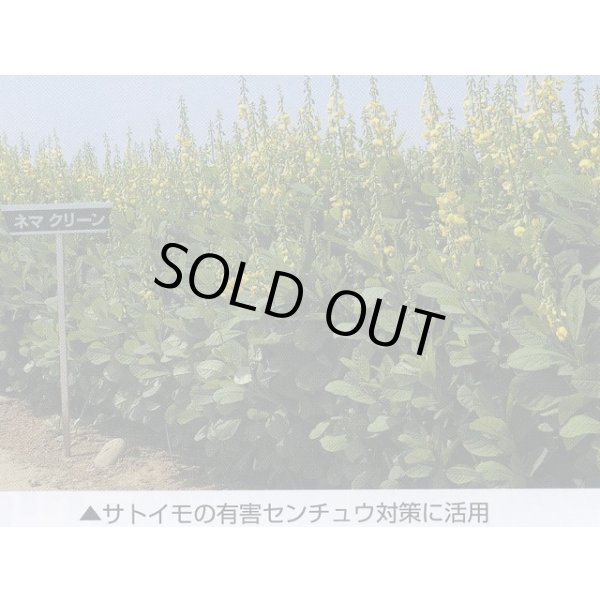 画像9: [緑肥]　ネマクリーン(マメ科)1kg　カネコ種苗(株) (9)