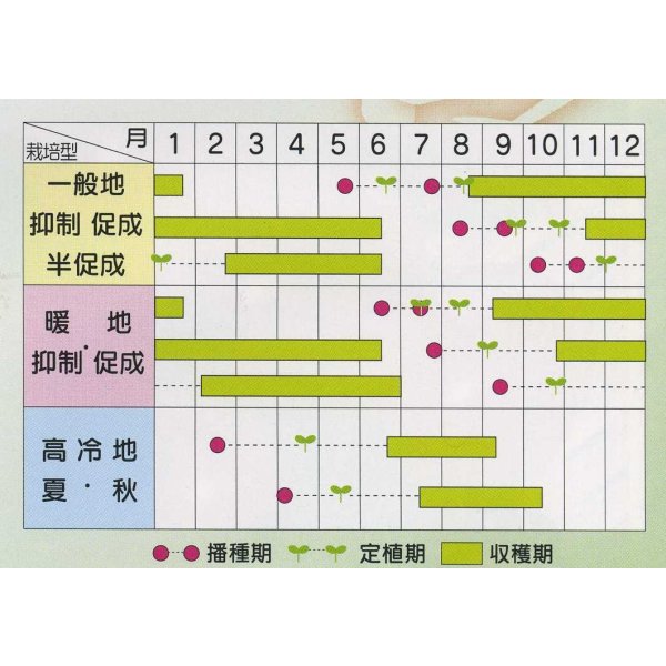 画像3: 送料無料 [トマト/ミニトマト] アイコ 1000粒 (株)サカタのタネ (3)