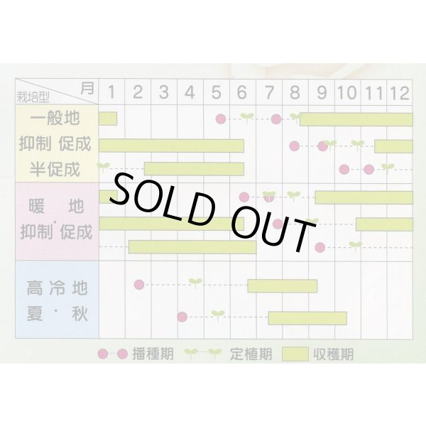 画像3: [トマト/ミニトマト]　アイコ　2L　ペレット種子　200粒　(株)サカタのタネ (3)