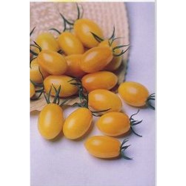 画像4: 送料無料 [トマト/ミニトマト] イエローアイコ 1000粒 (株)サカタのタネ (4)