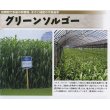 画像3: [緑肥]　グリーンソルゴー　1ｋｇ　雪印種苗（株） (3)