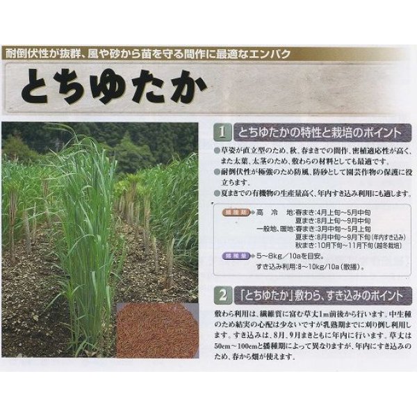 画像2: [緑肥]　エンバク　とちゆたか　1kg　雪印種苗（株） (2)