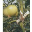 画像2: トマト用　つりっ子ｊｒ.　100個入 (2)