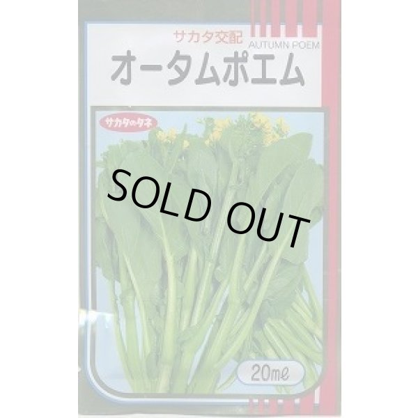 画像1: 送料無料 オータムポエム 20ml （株）サカタのタネ (1)