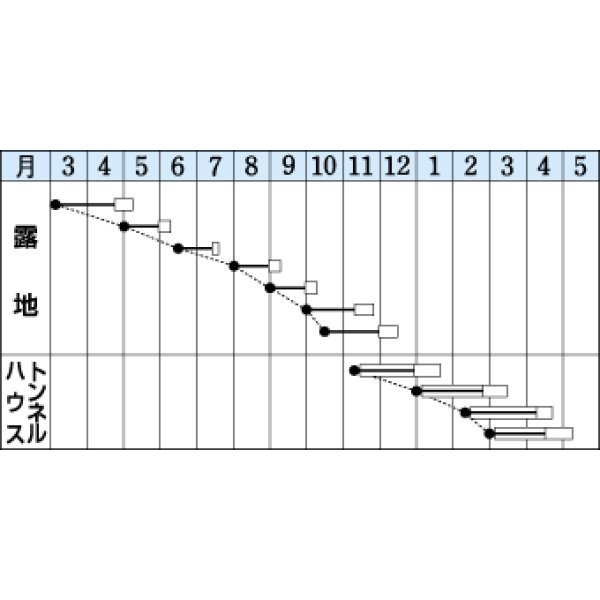 画像2: [小松菜]　夏楽天　2dl　タキイ種苗（株） (2)