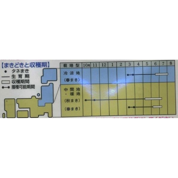 画像2: [えんどう]　スナップエンドウ　グルメ　1L（およそ3160粒）　タキイ種苗（株） (2)