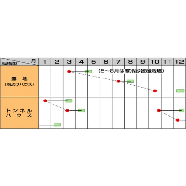 画像4: 送料無料 [小松菜] はっけい 20ml （株）サカタのタネ (4)