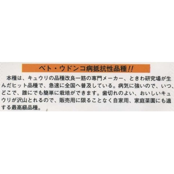 画像3: [キュウリ]　ときわの光　20粒　（株）（株）ときわ研究場 (3)