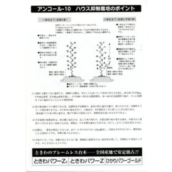 画像2: 送料無料　[キュウリ]　風神　10粒　カネコ種苗（株） (2)
