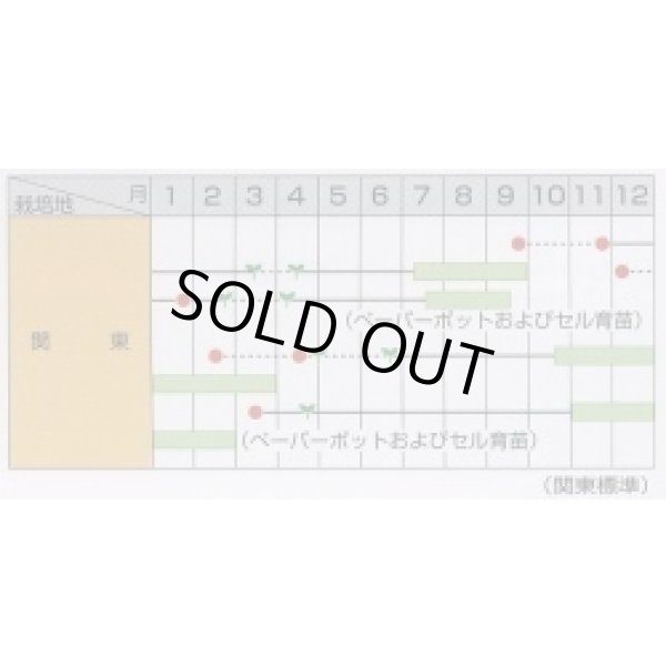 画像2: [ねぎ] 夏扇パワー ペレット種子 6000粒 (株)サカタのタネ (2)