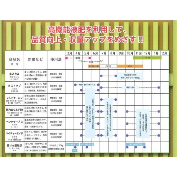 画像4: 送料無料 [ねぎ] 夏扇パワー ペレット種子 6000粒 (株)サカタのタネ (4)