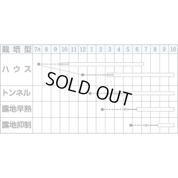 画像2: 送料無料　[なす]　筑陽　1000粒　タキイ種苗(株) (2)