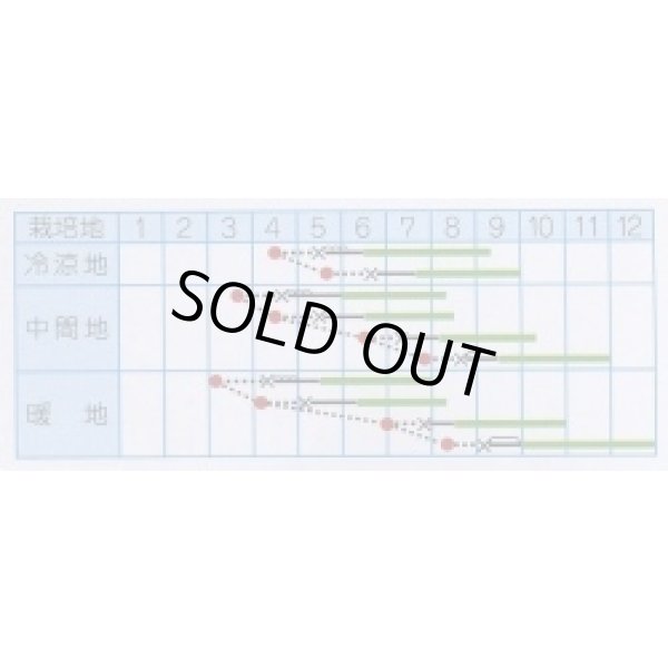 画像2: 送料無料　[キュウリ]　青力節成五号　20ml(株)タカヤマシード (2)