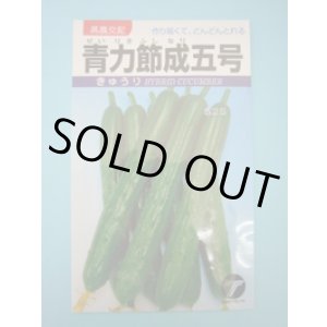 画像: 送料無料　[キュウリ]　青力節成五号　1.3ml　(株)タカヤマシード